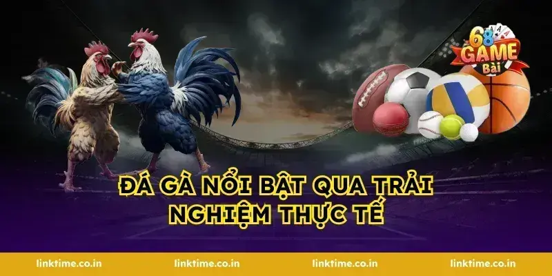 Đá gà nổi bật qua trải nghiệm thực tế