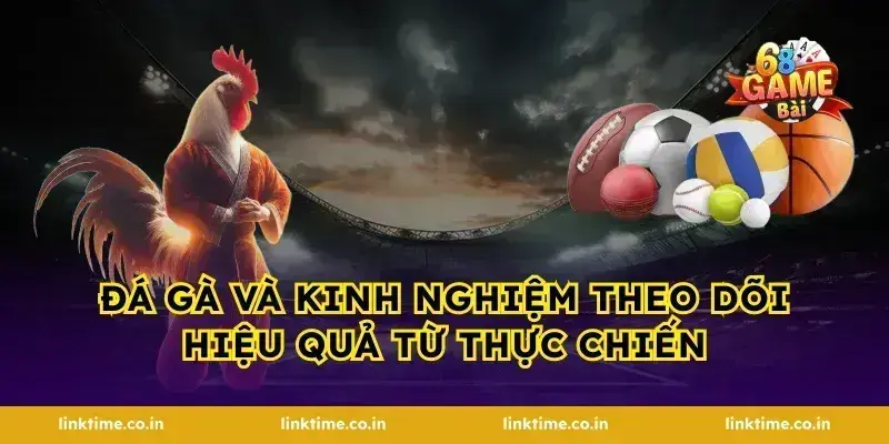 Đá gà và kinh nghiệm theo dõi hiệu quả từ thực chiến