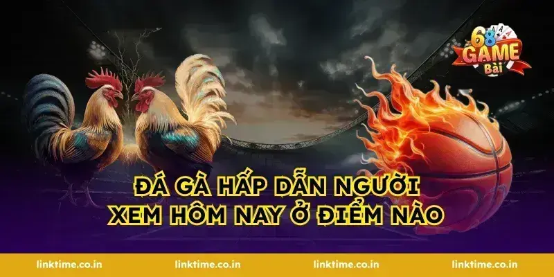 Đá gà hấp dẫn người xem hôm nay ở điểm nào